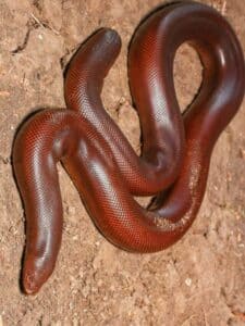 Two faced snake