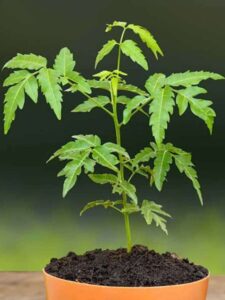 You can get many benefits by eating neem leaves